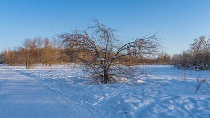 A path trodden in snowdrifts. On the side of the road is a sprawling bare tree with dried fruits on the branches. Clear blue sky. The golden hour. Altai