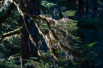 Backlight plants in coastal temperate rainforest