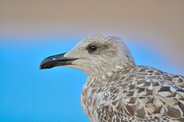 close up of a seagull