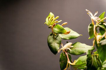 Japanese Honeysuckle Lonicera japonica, Caprifoliaceae. Variegated evergreen foliage and flowers of the climber, Lonicera japonica 'Mint Crisp'