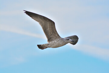 seagull in flight