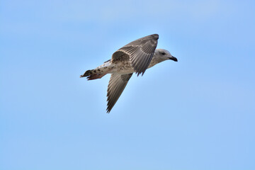 Fototapeta premium seagull flying in the sky