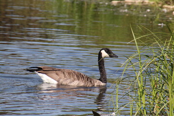 country goose swimming in the lake, William Hawrelak Park, Edmonton, Alberta