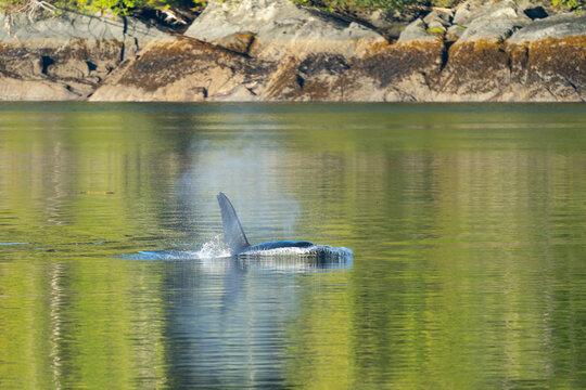 Killer Whale in green sea water in Misty Fjords National Monument