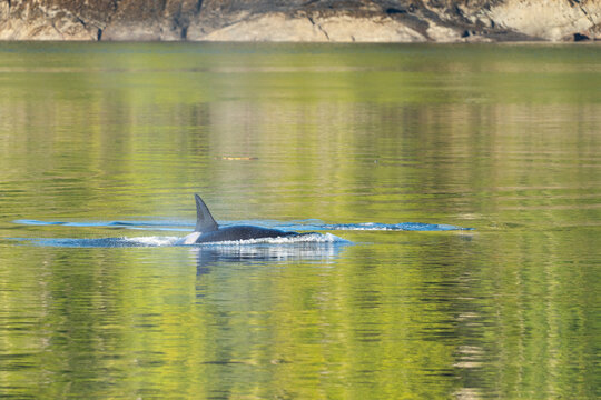 Killer Whale in green sea water in Misty Fjords National Monument