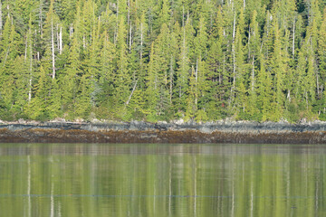 Obraz premium Forest canopy in Misty Fjords National Monument
