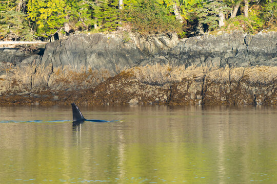 Killer Whale in green sea water in Misty Fjords National Monument