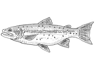 Cartoon style line drawing of a Athabasca rainbow trout or Oncorhynchus mykiss a freshwater fish endemic to North America with halftone dots shading on isolated background in black and white.