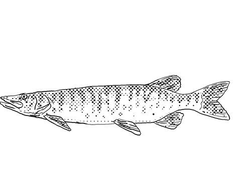 Tiger muskellunge or Esox masquinongy lucius or Esox lucius masquinongy tiger muskie Freshwater Fish Cartoon Drawing