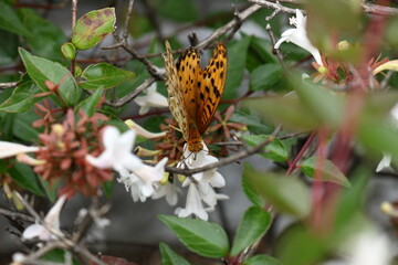 生垣の花の蜜を求めてやってきた蝶