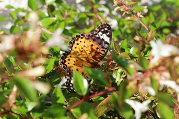 生垣の花の蜜を求めてやってきた蝶
