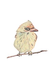 A small bird perched on branch on white background