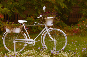 Fototapeta premium A decorative white bike with flower pots surrounded by flower beds. White bicycle in the green garden in the evening. Orange color rays of the setting sun. Dark blurred background. Selective focus