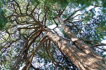 Fototapeta premium View with a tree from below against a clear blue sky on a sunny day