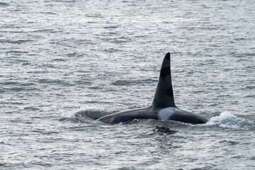Killer whale in Chatham Strait, Alaska