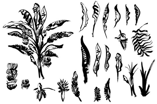 set of banana palm and leaves painted in black paint on a white background for prints and design patterns for textiles and fashion shows