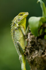 Maned Forest Lizard. Green lizard on a tree (Bronchocela jubata)