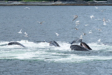 Bubblenet feeding humpback whales in South East Alaska