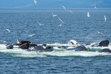 Fototapeta premium Bubblenet feeding humpback whales in South East Alaska
