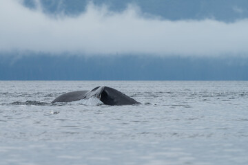 Fototapeta premium Humpback Whale tail in South East alaska