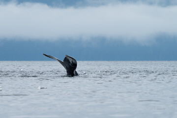 Fototapeta premium Humpback Whale tail in South East alaska