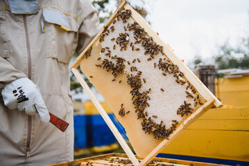 Beekeeper on apiary. Beekeeper is working with bees and beehives on the apiary. Apiculture. Copy space.