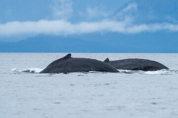 Fototapeta premium Humpback Whale in South East alaska