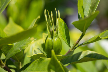 クチナシの果実（まだ青い時）　学名： Gardenia jasminoides　 生薬名：サンシシ（山梔子）