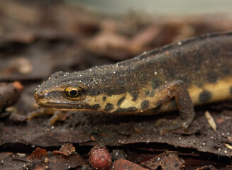Closeup on a terrestrial European common smooth newt, Lissotriton vulgaris