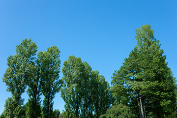 green trees