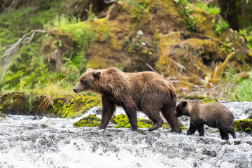 Fototapeta premium Coastal Brown bears in a stream near Freshwater Bay in South East Alaska
