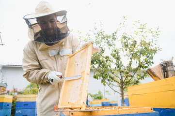 Beekeeper is working with bees and beehives on the apiary. Beekeeping concept