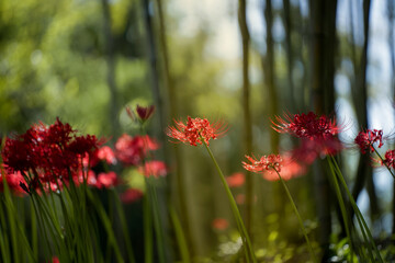 equinox flowers  bloom warmly in autumn