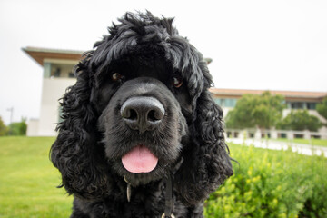 A black dog sitting near grass