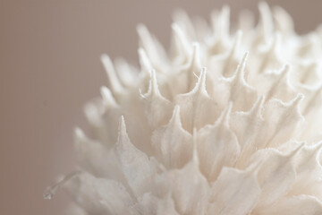 Fototapety  Beautiful romantic lovely wedding dried flower spike bud with neutral beige blur background macro