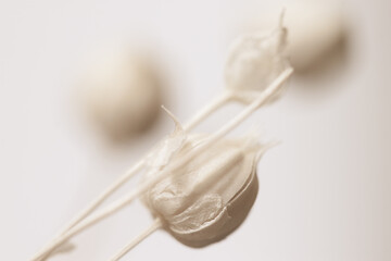 Beautiful romantic lace lovely wedding  white flowers buds with neutral beige background in retro vintage style macro