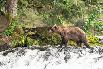 Obraz na płótnie Canvas Coastal Brown bears in a stream near Freshwater Bay in South East Alaska