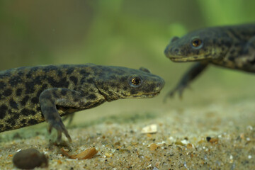 Closeup on two endangered African Algerian ribbed newt, Pleurodeles nebulosus