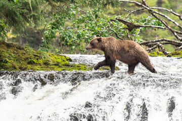 Obraz premium Coastal Brown bears in a stream near Freshwater Bay in South East Alaska