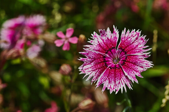 Red pink daisies with white border on green garden background