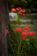 equinox flowers  bloom warmly in autumn