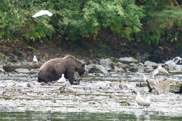 Coastal Brown bears in a stream near Freshwater Bay in South East Alaska