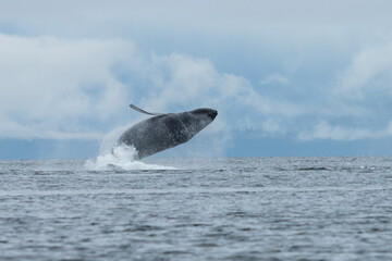 Naklejka premium Humpback Whale breaches in Freshwater Bay in South East Alaska