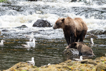 Coastal Brown bears in a stream near Freshwater Bay in South East Alaska