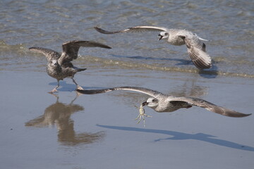 Möwe auf Jagd nach Futter