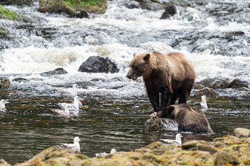 Coastal Brown bears in a stream near Freshwater Bay in South East Alaska