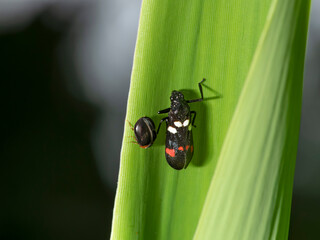 Close-up macro shot of froghopper (cercopidae species)