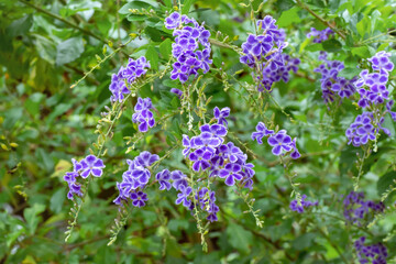 Duranta repens l. ; duranta erecta l. ; sky flower ; golden dew drop; pigeon berry