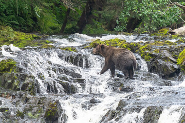 Coastal Brown bears in a stream near Freshwater Bay in South East Alaska