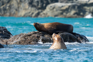 Stellars sea lions hauled out on a rock in the Inian Islands, South East Alaska